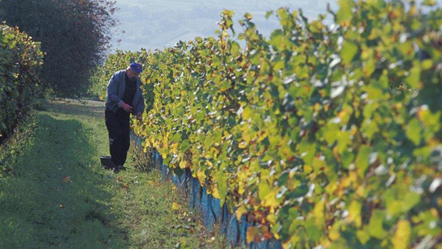 Weinbau mit Landwirt
