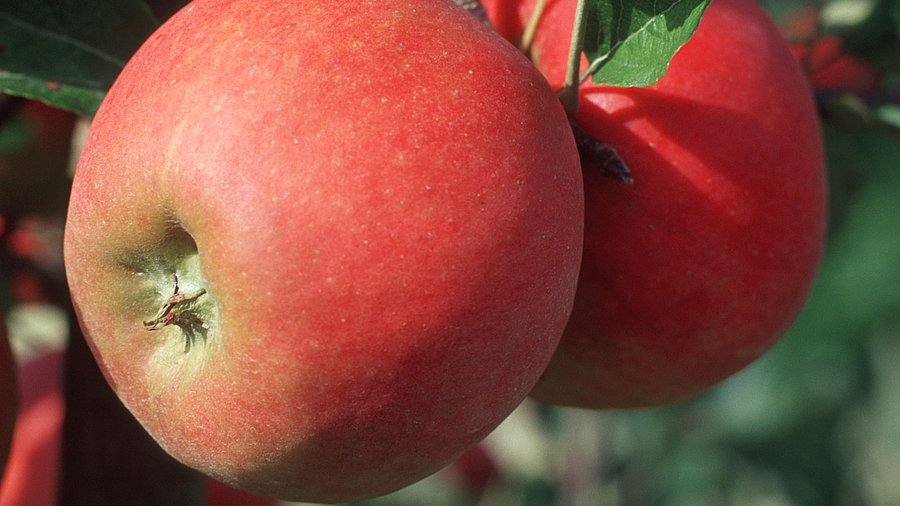 Apfel, Foto: Thomas Stephan