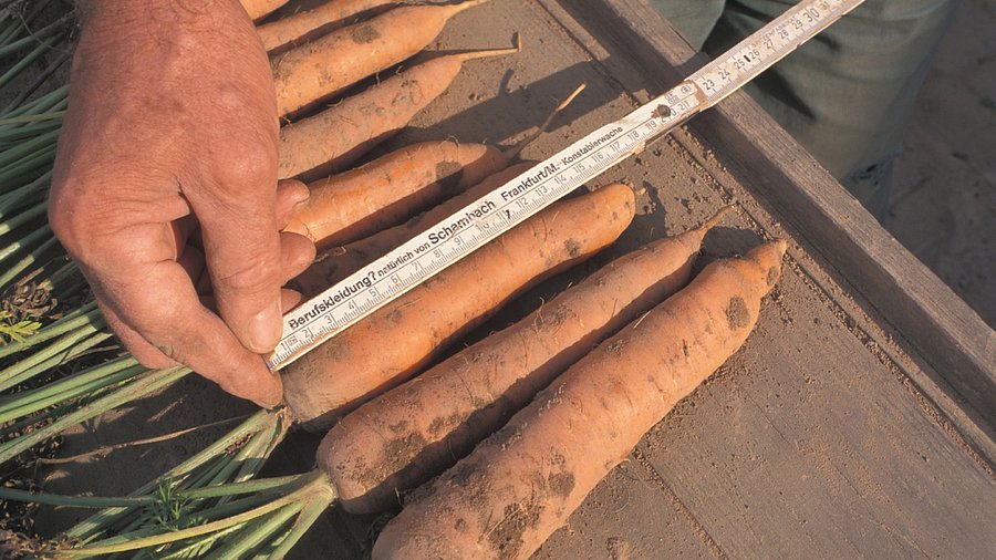 Vermessung von Karotten